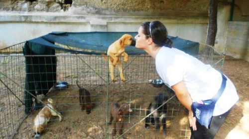 Palermo: 480 euro a chi adotta un cane del rifugio comunale
