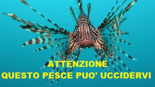 Allarme dei ricercatori: il pericolosissimo Pesce Scorpione è stato avvistato nelle acque della Sicilia!