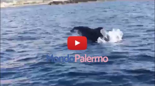 Palermo, gruppo di Delfini da spettacolo fra Isola Delle Femmine e Capogallo |VIDEO