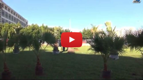 Bosco “No Smog Mobility”, 30 nuovi alberi a Palermo |IL VIDEO