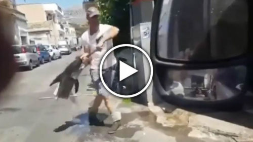 Palermo, arriva la guardia costiera: ambulante si oppone al sequestro lanciando ricci e pesce spada 🎥 IL VIDEO