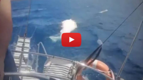 Avvistato altro capodoglio morto nel golfo di Palermo, le immagini girate da una barca 🎥 VIDEO
