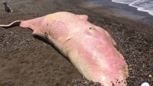 Capodoglio morto su spiaggia a Lascari, nello stomaco plastica – FOTO