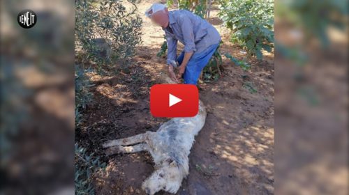 Partinico, “Così ha ucciso a badilate e cosparso di benzina il cane Ruth” | VIDEO 🎥