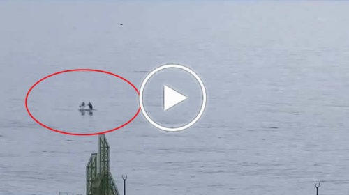 Sicilia, delfini spensierati nel silenzio dello Stretto di Messina: spettacolari immagini 📹 VIDEO