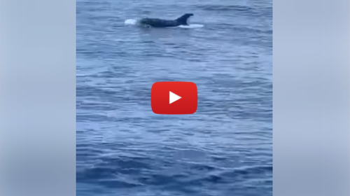 Sicilia, spettacolare incontro con un branco di delfini 🐬 VIDEO