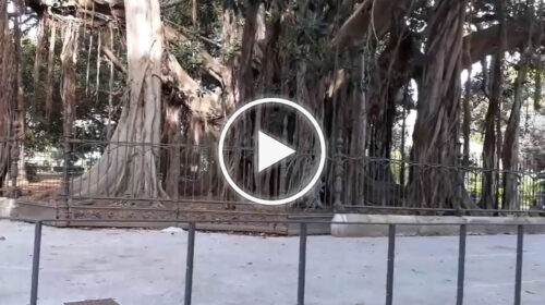 Rimossa la passerella dello storico Ficus di piazza Marina a Palermo: “Finalmente restituito il decoro” – VIDEO
