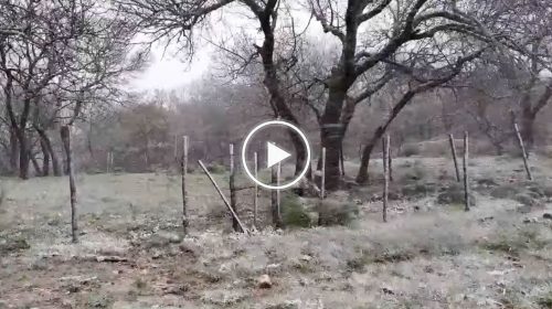 Nevica nel palermitano, la dama bianca fa la sua comparsa a Bosco Ficuzza – VIDEO ❄🎥