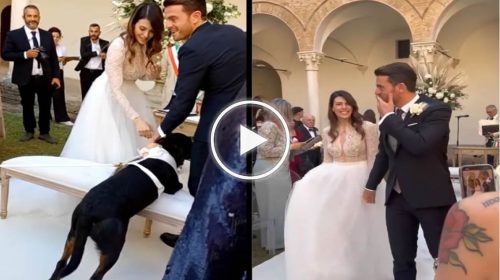 Brunori, le immagini del matrimonio lampo con la sua Dalila – VIDEO 📹