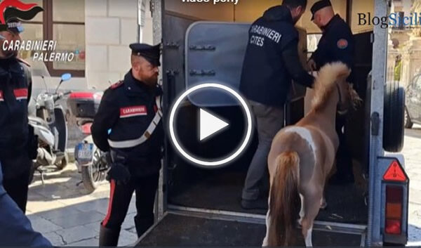 Corsa dei pony a Ballarò, ritrovato uno degli animali che ha preso parte alla gara clandestina – IL VIDEO