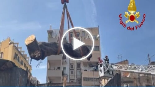 Palermo, Rimosso l’albero abbattuto sul mercato delle pulci – IL VIDEO
