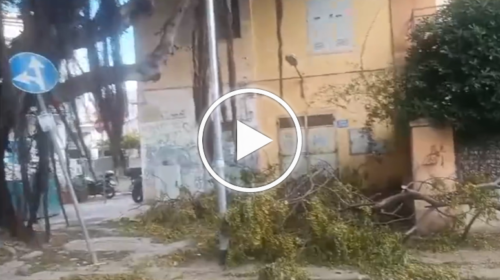 Forti raffiche di vento a Palermo: alberi crollati a Mondello e in autostrada, pali pericolanti – VIDEO