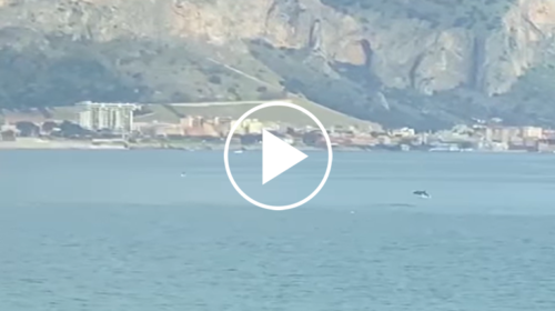 La danza dei delfini incanta Romagnolo, lo straordinario avvistamento – IL VIDEO