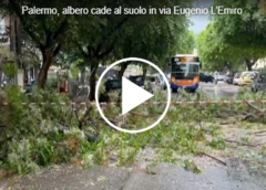 Danni da maltempo a Palermo, crolla un albero in via Eugenio l’Emiro – IL VIDEO