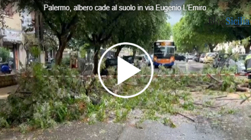 Danni da maltempo a Palermo, crolla un albero in via Eugenio l’Emiro – IL VIDEO
