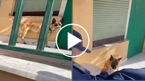 Cane legato al balcone, intervento dell’assessore Ferrandelli e della polizia municipale – VIDEO