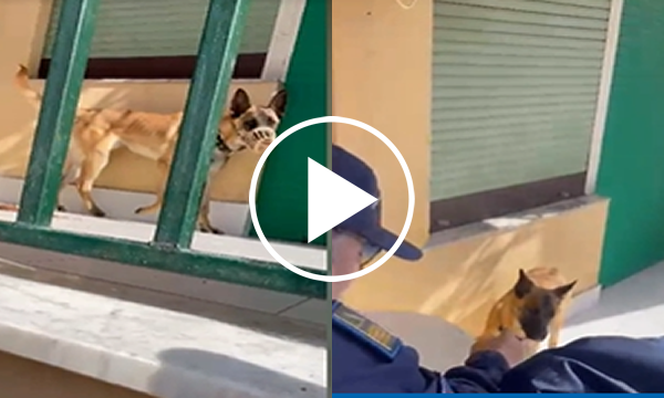 Cane legato al balcone, intervento dell’assessore Ferrandelli e della polizia municipale – VIDEO